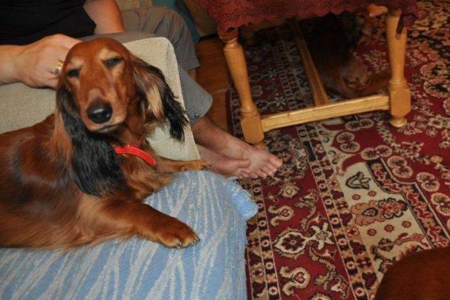 NADIM jamniki Kollapsar